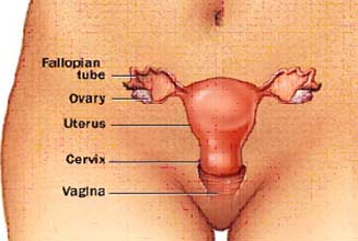 Endometrial Cancer Treatment India, India Surgery Endometrial Cancer, India Surgery Uterine