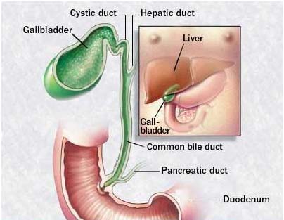 India Surgery Gallbladder Cancer,Cost Gallbladder Cancer, Gallbladder, Gallbladder Cancer Treatment