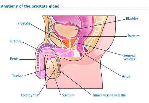 India Surgery Prostate Cancer, India Prostate Cancer, Prostate Surgery