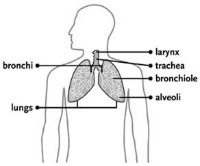 India Surgery Lung Cancer, Lung Cancer Treatment, Lung Cancer, Lung Cancer