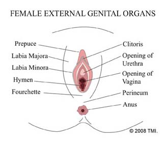 India Vaginoplasty Surgery,Cost Vaginoplasty India, Vaginal Treatment, Vaginoplasty Surgery