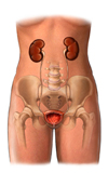 Cost Kidney Surgery, India Nephrology Hospital, India Nephrology Surgery, India Nephrology Surgery Procedure, India Amyloidosis Treatment, India Bladder Outlet Incision Surgery, India Cystoscopy Surgery